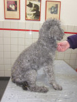 Kino,dwergpoedel reu van 17 jr!! heeft regelmatig last van een hernia. Op acupunctuur reageert hij erg goed.